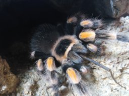 Brachypelma hamorii - Mexikanische Rotknievogelspinne